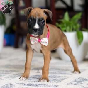 Denali, Boxer Puppy